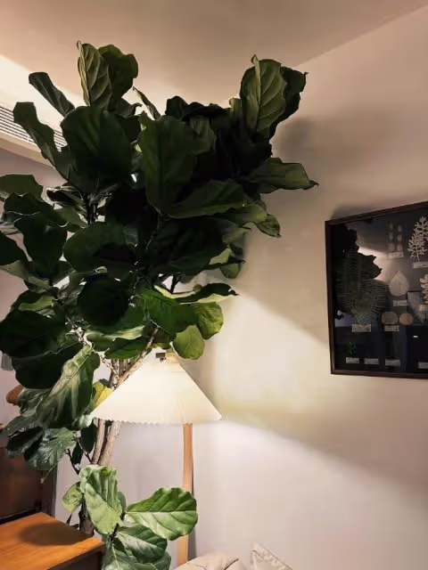 張馨予曬居家照，戴眼鏡淺笑似大學生，與何教官愛巢大到長葉榕樹