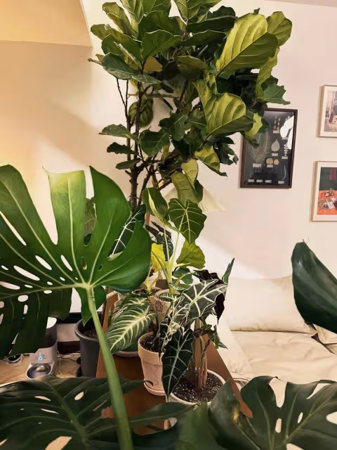 張馨予素顏近照像18歲女大學生很清純,豪宅內好多綠色植物