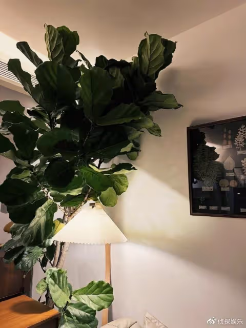 35歲張馨予近照瘦出新高度,素顏出鏡被指變樣了,網友齊呼認不出