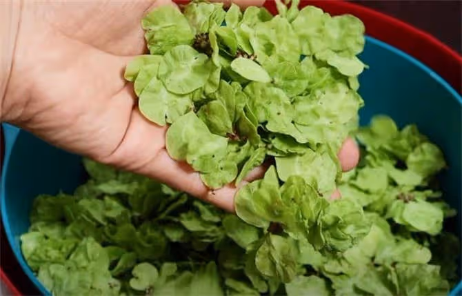 春天不要錯過這野菜，蒸鍋窩頭有營養，不發麵不餳面，鬆軟不發硬