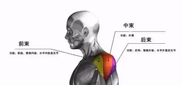 肩部最容易忽略的美麗，練好它可以讓你的身姿更挺拔，氣質更優雅