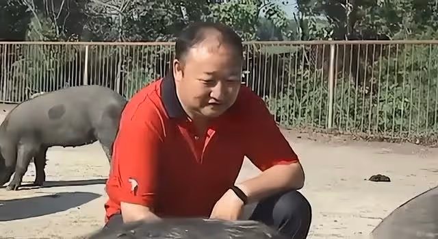 躺著數錢?黑龍江嗜酒大叔用酒養豬,把豬「灌醉」後,結局想不到