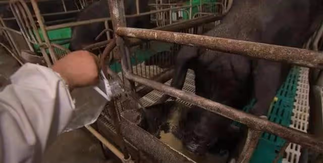 躺著數錢?黑龍江嗜酒大叔用酒養豬,把豬「灌醉」後,結局想不到