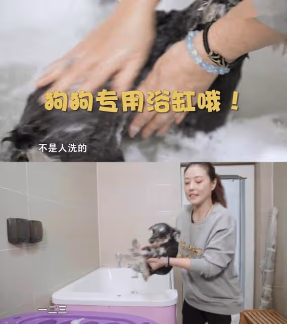 周海媚定居北京住豪宅,56歲養6隻寵物作伴,堅持不再婚不生育