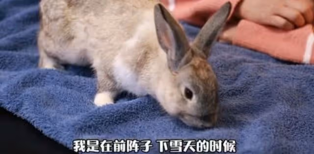 人美心善!港知名女星曬萬尺豪宅再添新寵,獨居北京不婚不生