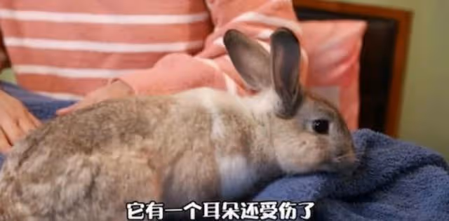 人美心善!港知名女星曬萬尺豪宅再添新寵,獨居北京不婚不生