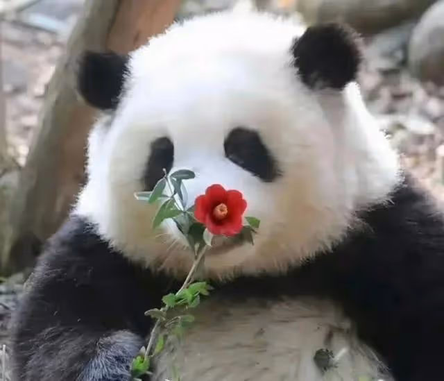 微博之夜,谷愛凌認識了熊貓界頂流花花,全程笑得合不攏嘴