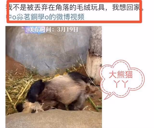 微博之夜,谷愛凌認識了熊貓界頂流花花,全程笑得合不攏嘴