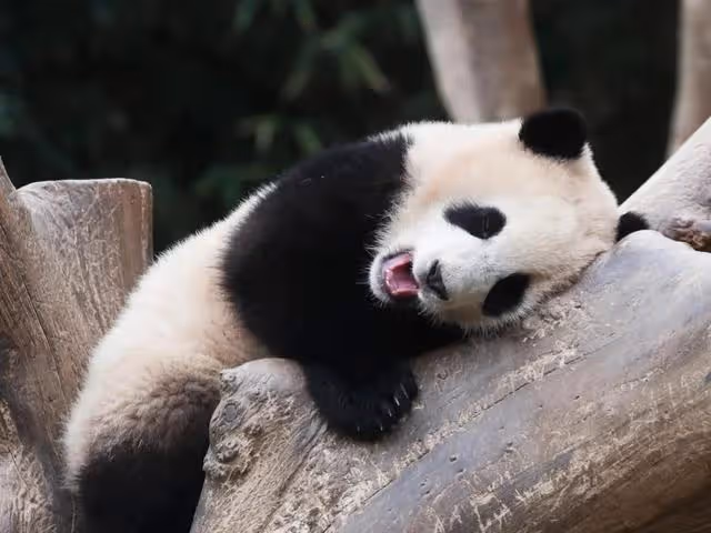 微博之夜,谷愛凌認識了熊貓界頂流花花,全程笑得合不攏嘴