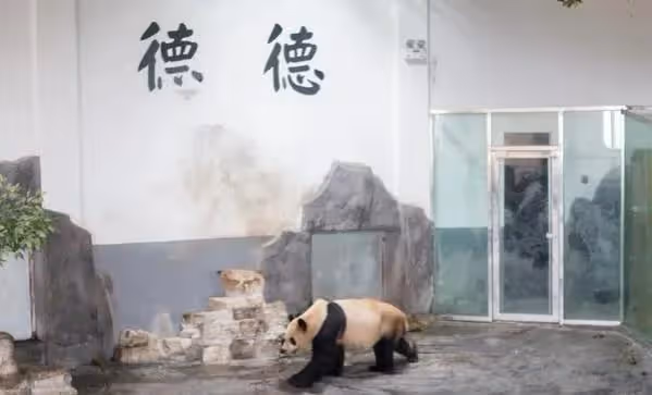 微博之夜,谷愛凌認識了熊貓界頂流花花,全程笑得合不攏嘴