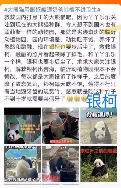 微博之夜，谷愛凌認識了熊貓界頂流花花，全程笑得合不攏嘴