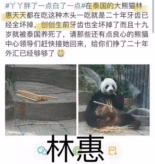 微博之夜，谷愛凌認識了熊貓界頂流花花，全程笑得合不攏嘴