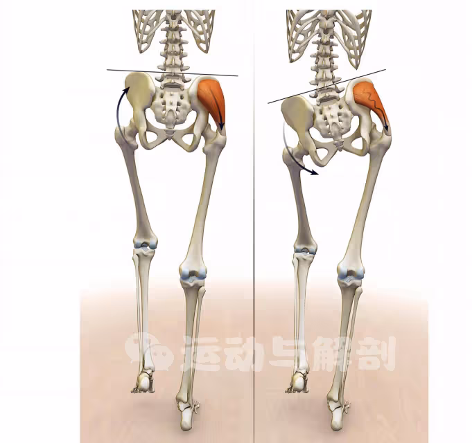深度解析臀中肌和臀小肌5個重要的功能！