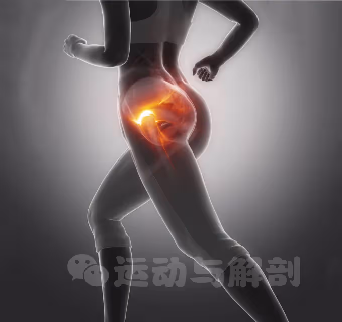 深度解析臀中肌和臀小肌5個重要的功能！