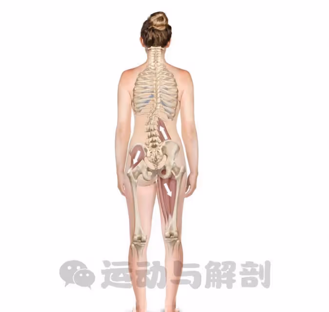 深度解析臀中肌和臀小肌5個重要的功能！