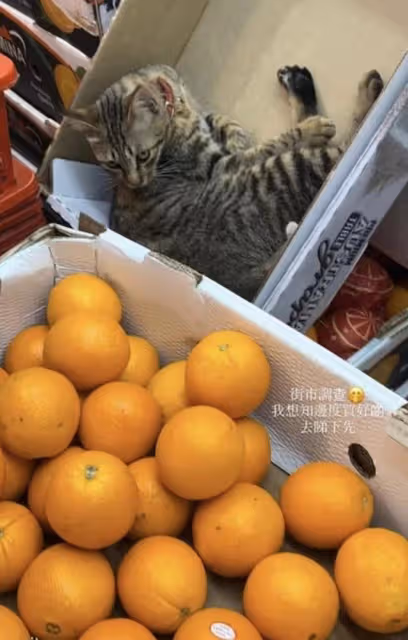 願做煮飯婆!TVB小生日籍太太棄事業到港生活,上街買菜生活貼地