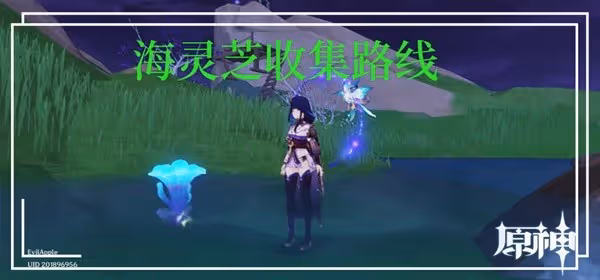 《原神》3.5版海靈芝收集詳細收集路線