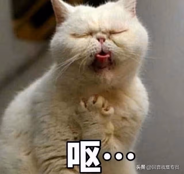 把軟飯吃到現任前夫碗里的頂級綠茶!只要扒緊大S他養老沒問題!