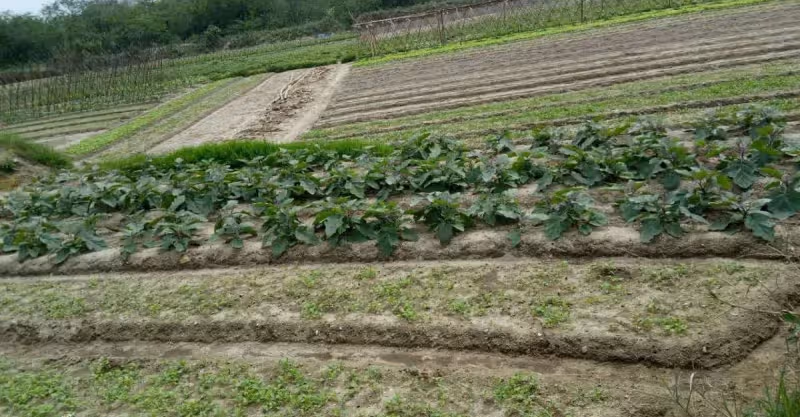 每月退休工資8600元，回到鄉下老家養老，卻遭到了親弟弟的排擠