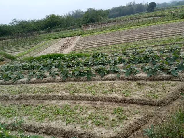 每月退休工資8600元,回到鄉下老家養老,卻遭到了親弟弟的排擠