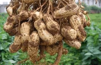 此物和花生一起吃,相當於「天然血管清潔劑」,化血化瘀,血壓降
