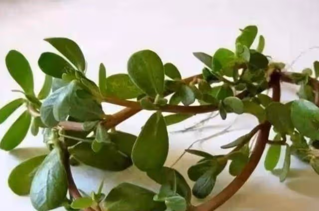 現在吃這菜正當時，簡單一拌就上桌，可惜很多人當草