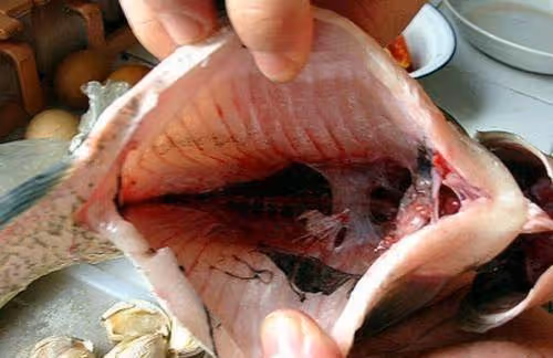 老人經常吃鯽魚去濕氣、助消化，可腥味太重？用上2招不擔心