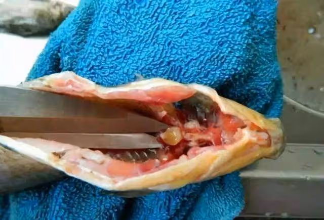 老人經常吃鯽魚去濕氣、助消化，可腥味太重？用上2招不擔心