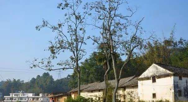 女兒離婚後住娘家，母親總是半夜偷偷出門，得知去的地方女子傻了