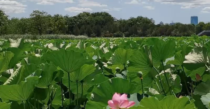 婆婆在兒媳家幫忙時病了，得臥床需要人照顧，兒媳幫她租了房子