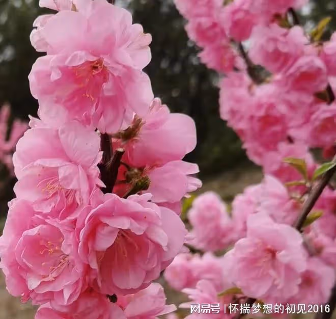 婆婆在兒媳家幫忙時病了，得臥床需要人照顧，兒媳幫她租了房子