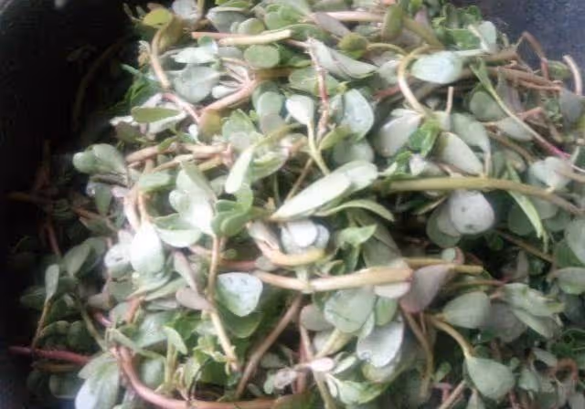 這道菜對糖尿病患者有好處，常吃有利於降低血糖，夏天吃很方便