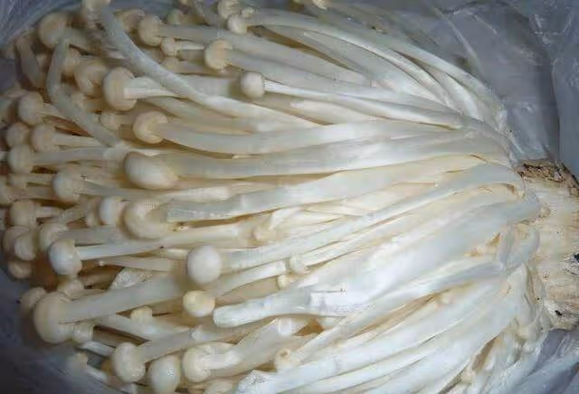 金針菇放冰箱裡,還會繼續生長,是打激素了嗎?告訴你還能不能吃