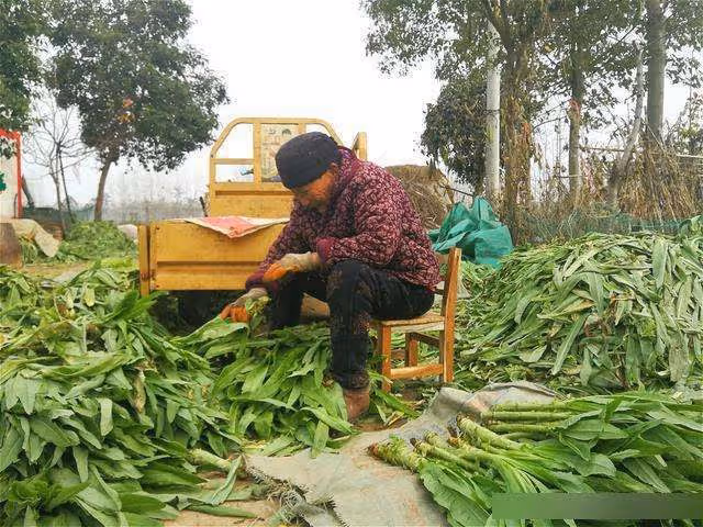 "兒媳,我不想別人說我兒子吃軟飯,離婚吧" "媽,你想好了?"