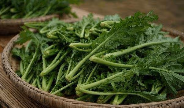 雪裡蕻是芥菜的一種，你們見過這種野菜嗎？營養價值你意想不到的