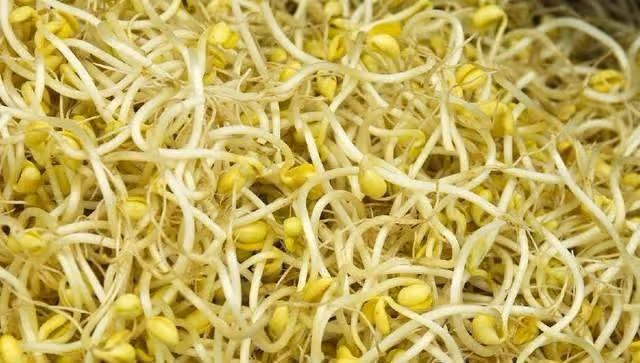 黃豆芽與綠豆芽有何區別？炒豆芽都有哪些注意事項？