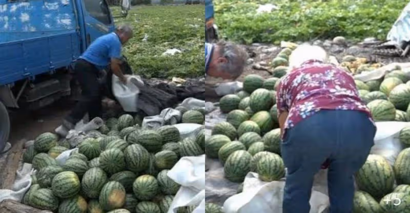獨立扶養2孫！花蓮80歲老農「3千顆西瓜被棄單」錢都沒了，神秘男到場「一天全賣光」：幫度過難關