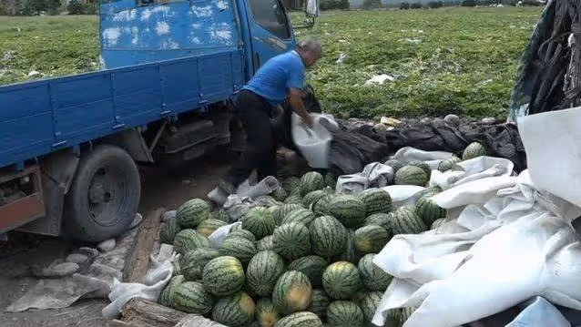 獨立扶養2孫!花蓮80歲老農「3千顆西瓜被棄單」錢都沒了,神秘男到場「一天全賣光」:幫度過難關