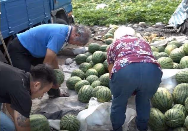 獨立扶養2孫!花蓮80歲老農「3千顆西瓜被棄單」錢都沒了,神秘男到場「一天全賣光」:幫度過難關