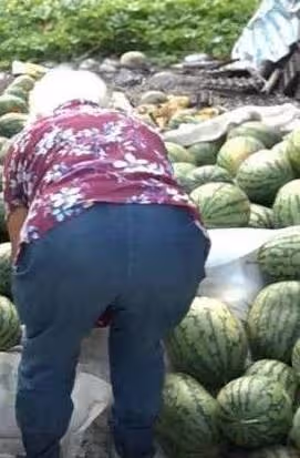 獨立扶養2孫!花蓮80歲老農「3千顆西瓜被棄單」錢都沒了,神秘男到場「一天全賣光」:幫度過難關
