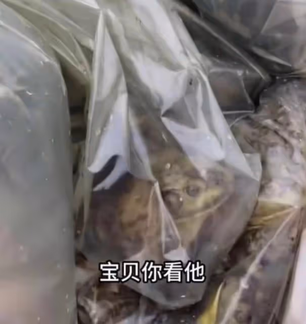 好心做壞事！TVB前女星帶女兒郊外大量放生牛蛙，被網友批沒常識
