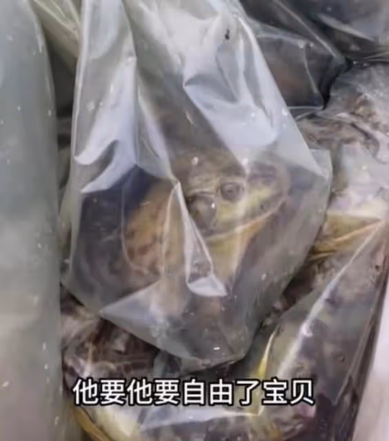 好心做壞事！TVB前女星帶女兒郊外大量放生牛蛙，被網友批沒常識