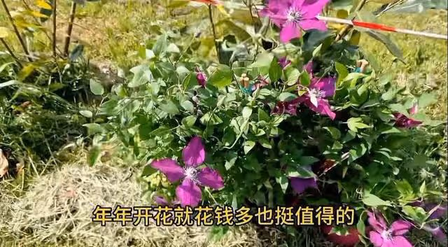 心暖老公單位開始裁員了,光頭哥準備跟心暖來中國?