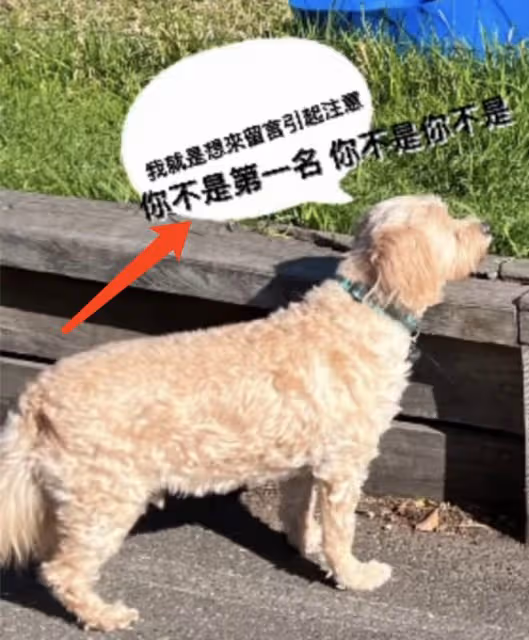 周杰倫自稱第一遭群嘲,本尊回懟將鍵盤俠比作狗,卻不帶一個髒字