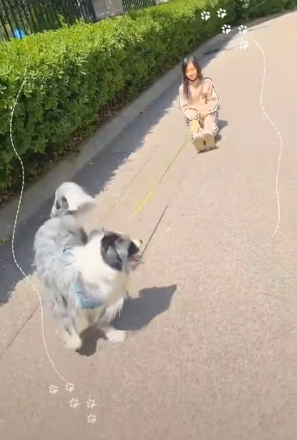 李小璐疑似虐狗,對狗狗做出不當行為,網友指責她教壞了甜馨