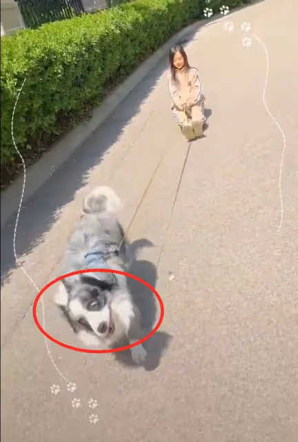 李小璐疑似虐狗,對狗狗做出不當行為,網友指責她教壞了甜馨