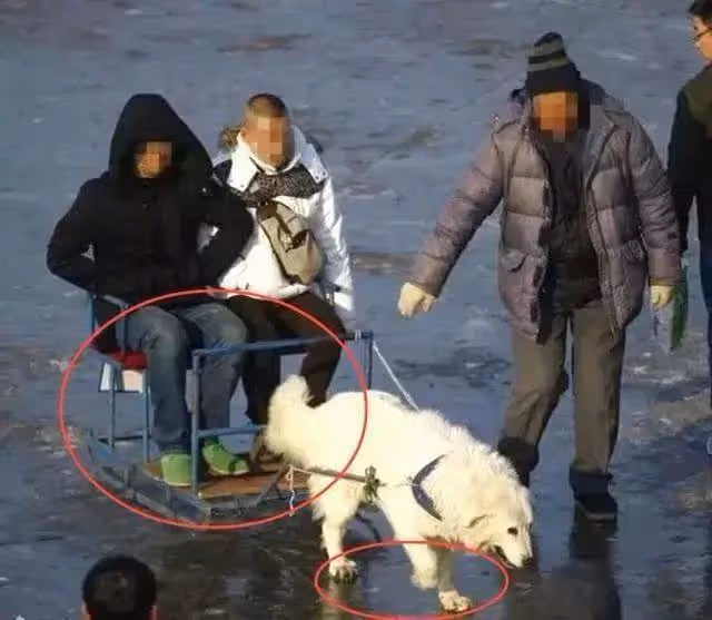 李小璐疑似虐狗,對狗狗做出不當行為,網友指責她教壞了甜馨