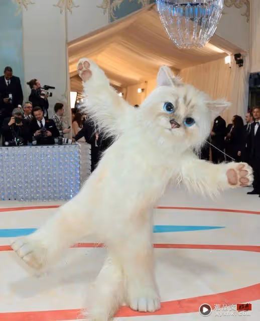 Met Gala/驚現「老佛爺愛貓」!亂入時尚盛典吸眼球 網笑翻:話題焦點