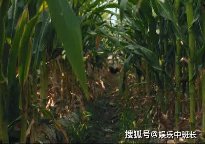《漫長的季節》王響最後死了嗎？《漫長的季節》大結局是怎樣的？
