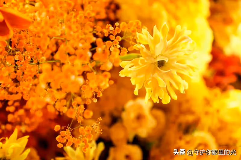 粉絲傾一城之花贈肖戰,再把花海的愛發出去!